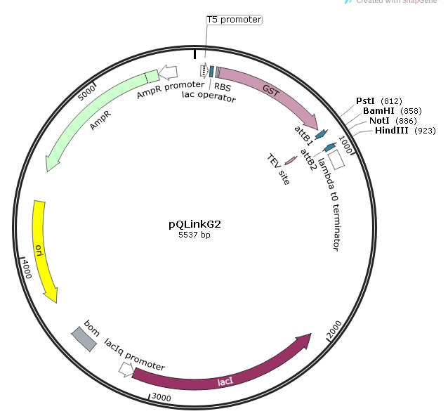 pQLinkG2 载体图谱